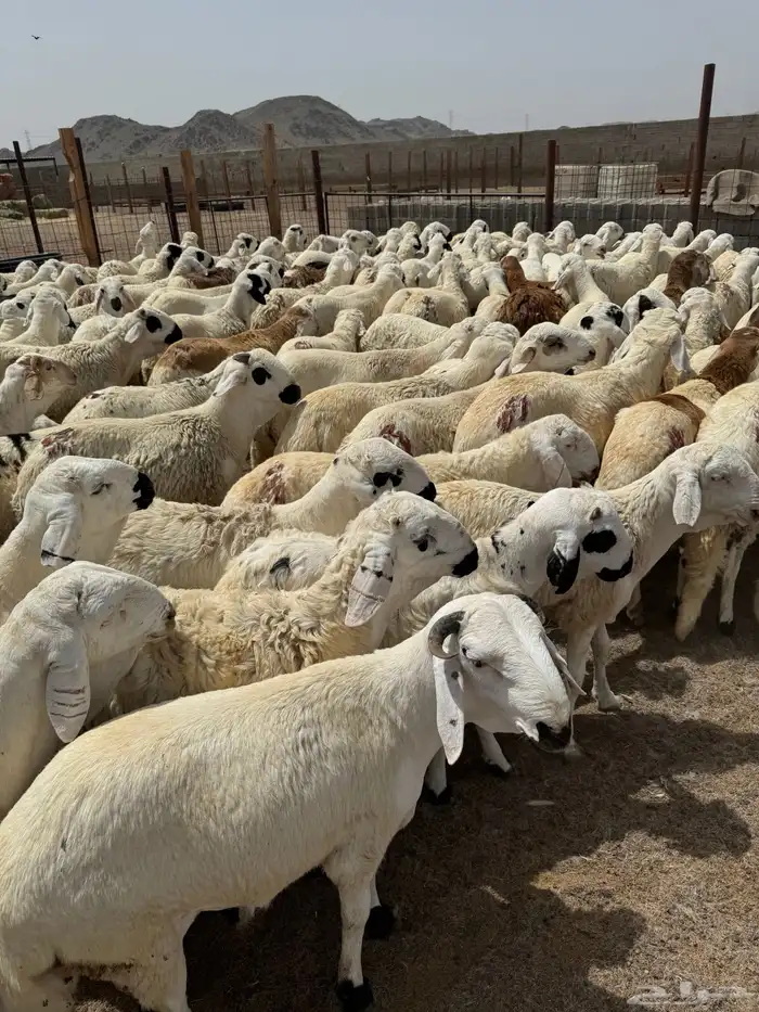 سواكني مربى شبية الحري زواج - عقيقة - مناسبات 3