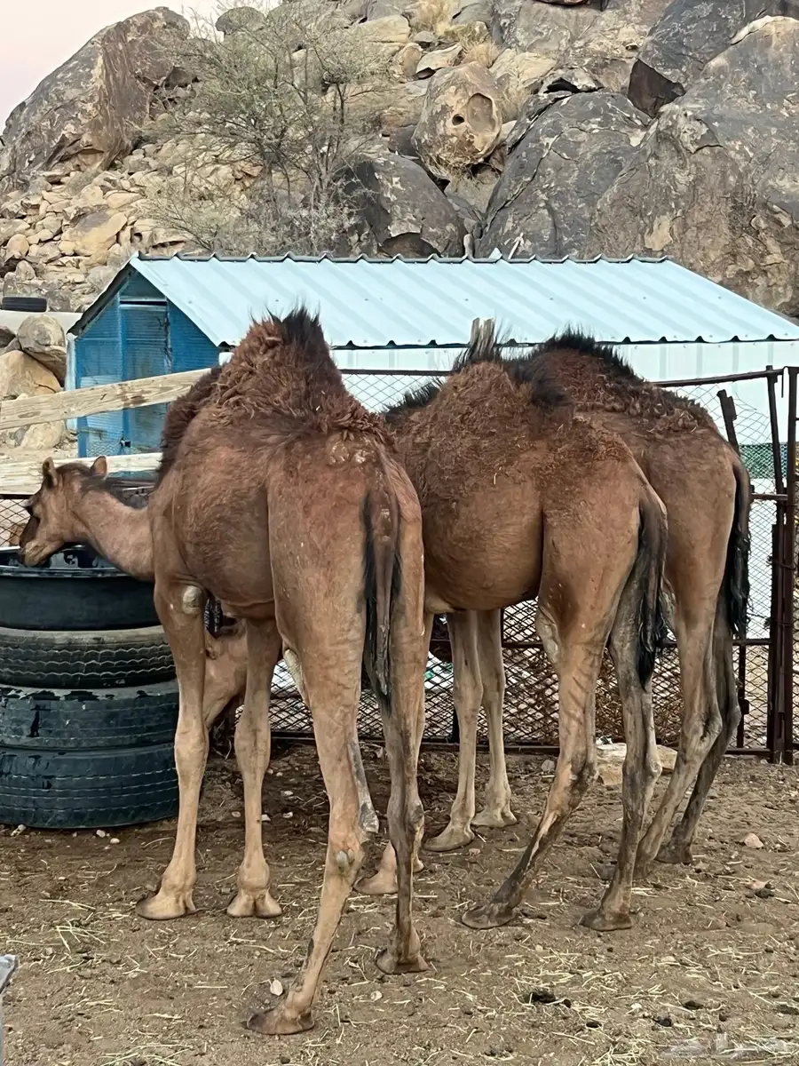 بكار حمر للبيع 1