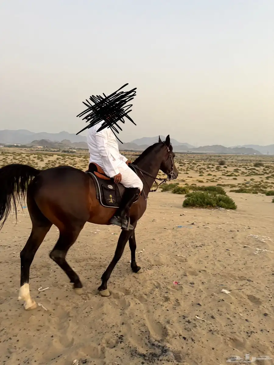 خيل كوميت 5