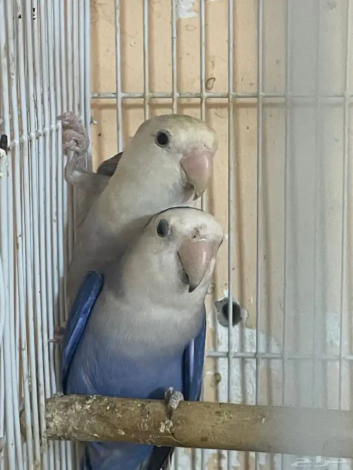 ببغاء اللهم بارك طيور الروز 4