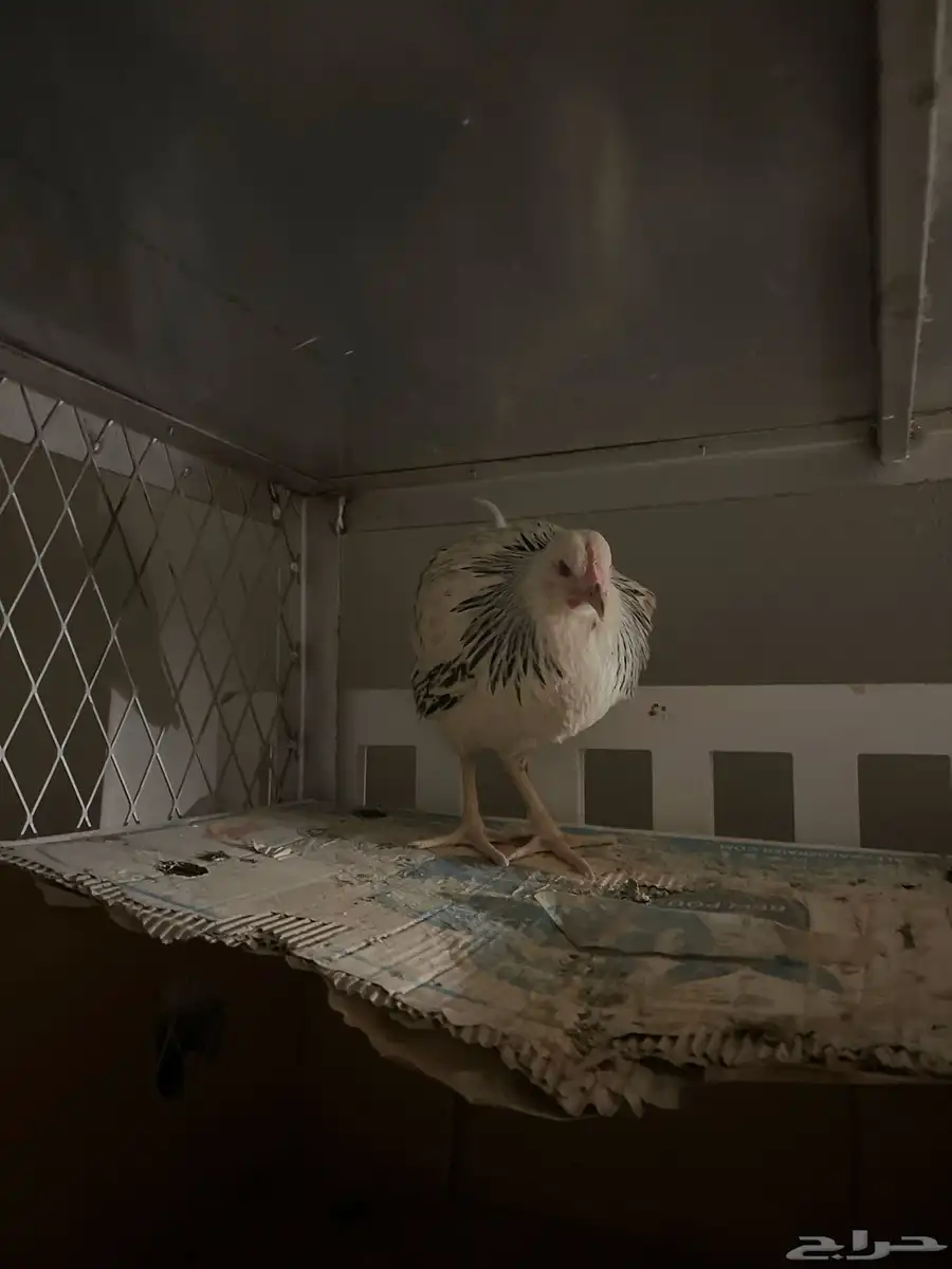 دجاج الخرج 0