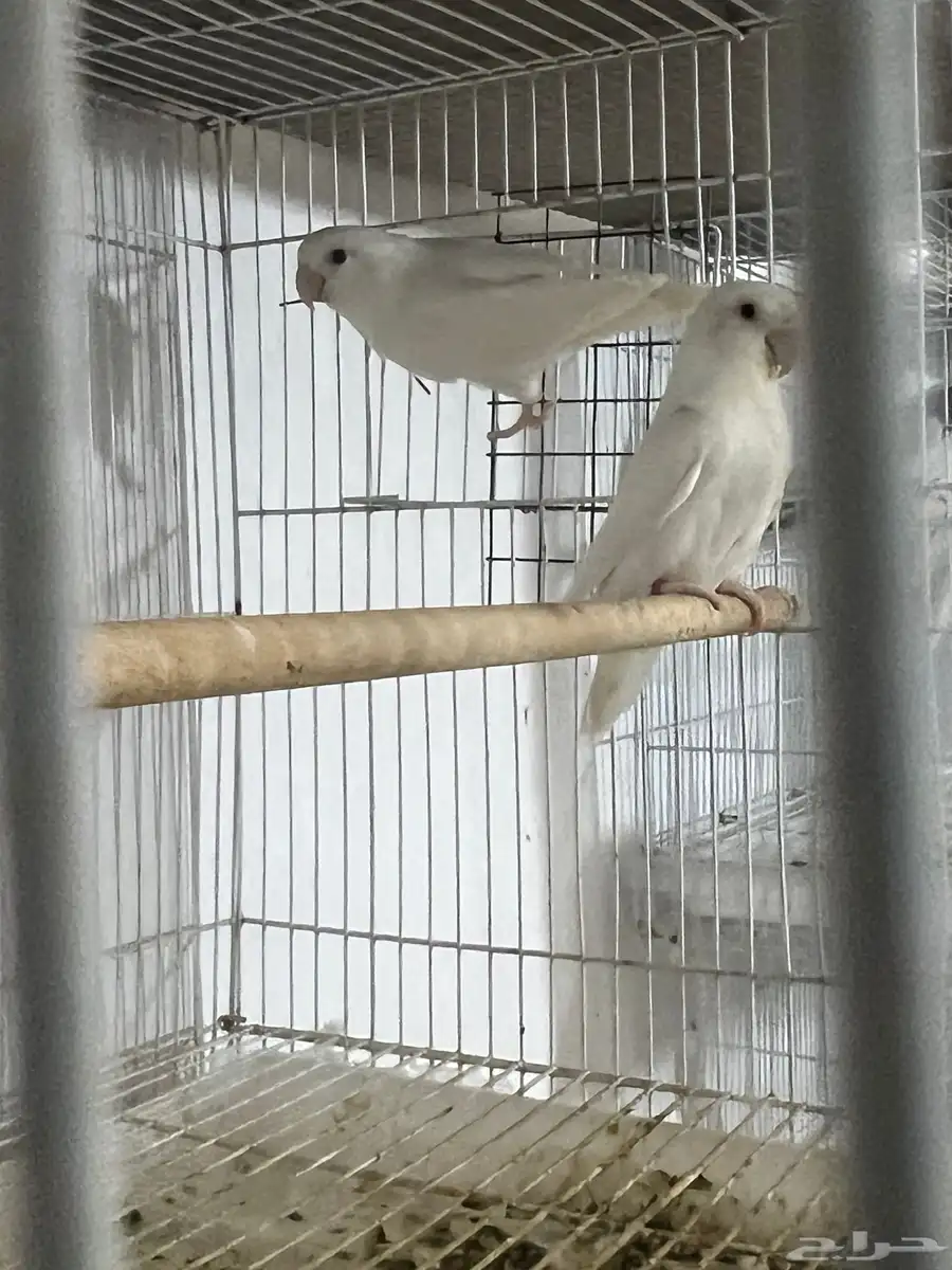 روز البينو اناثي 3