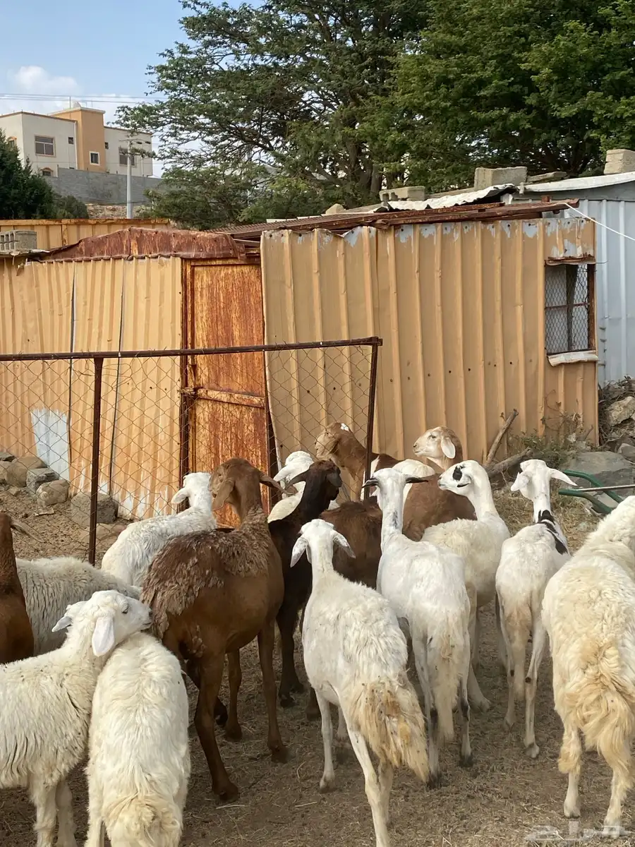 للبيع 12 سواكن ومعها 4 6