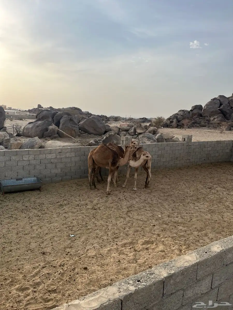 قعدان 0
