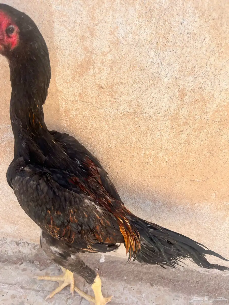 ديك شامو يباني 5