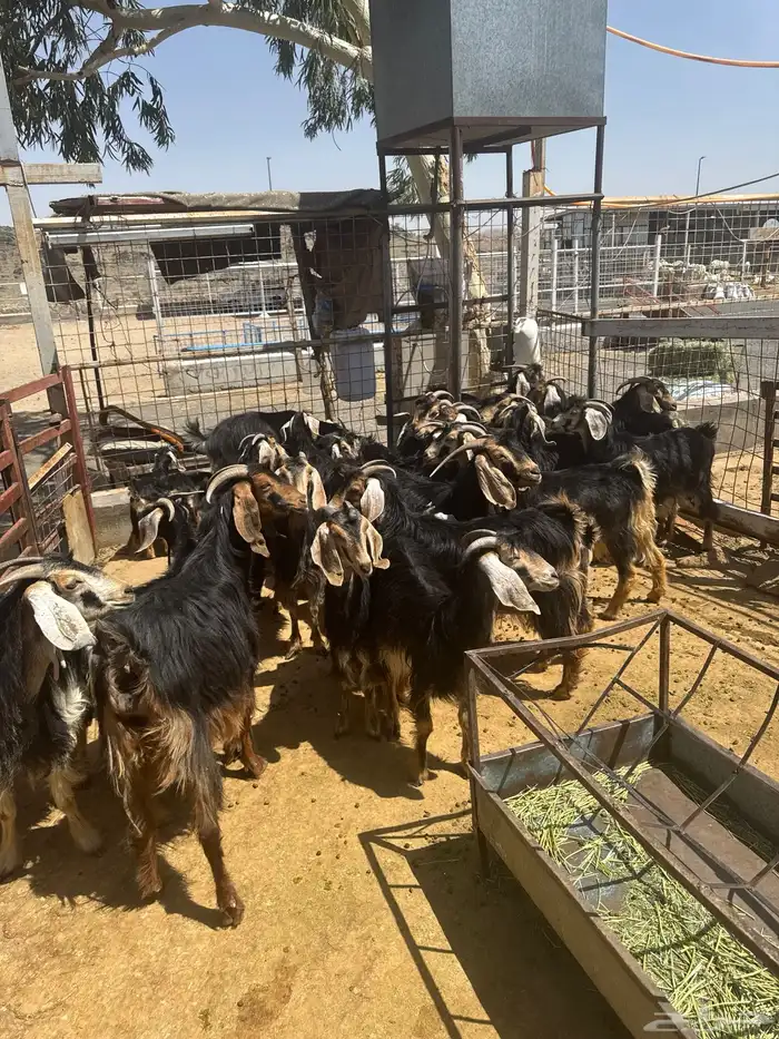 معزا. حو العدد 24 راس وتحتها 8 9