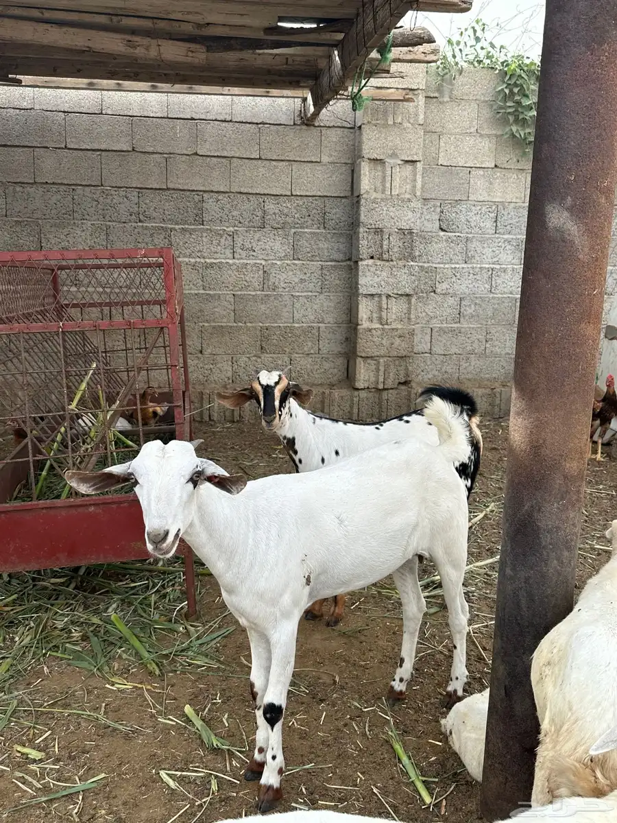 تيس وثلاث خبيش للبيع 8
