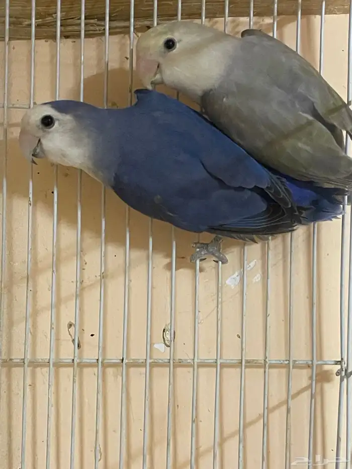 ببغاء اللهم بارك طيور الروز 8