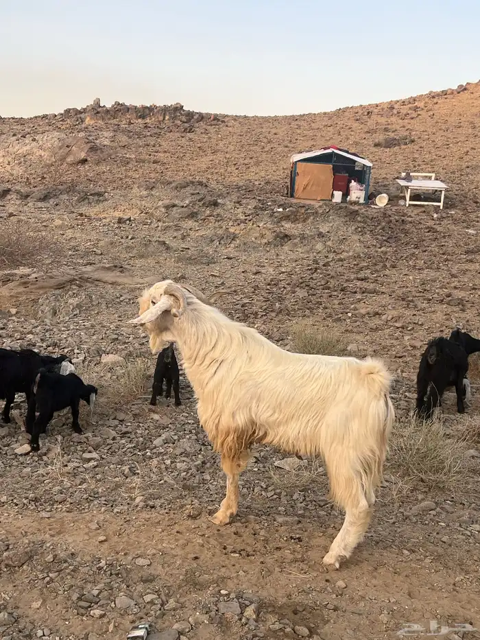 فحل صنف الصنف 2