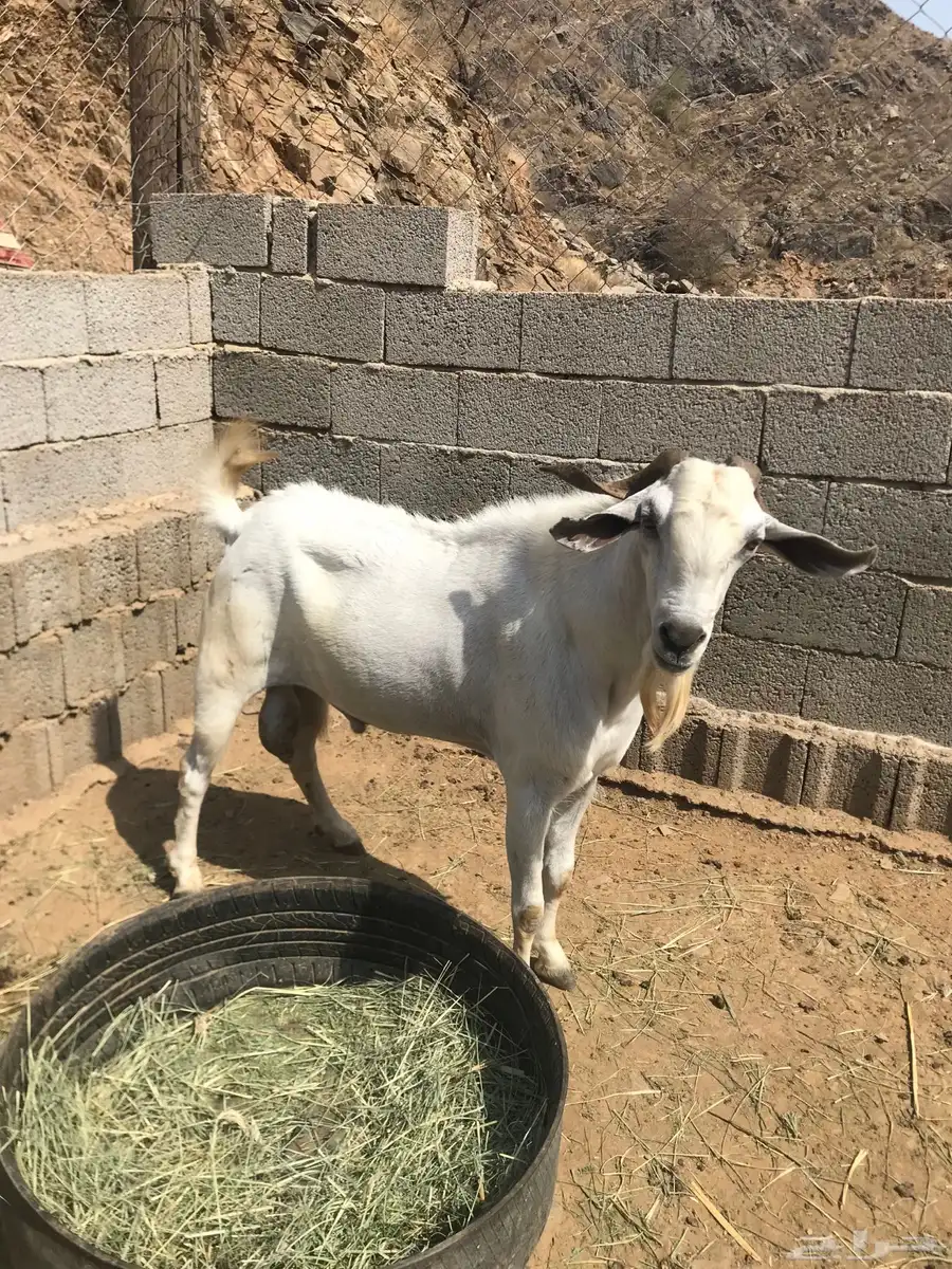 فحل بيشي جامع مشروط 5