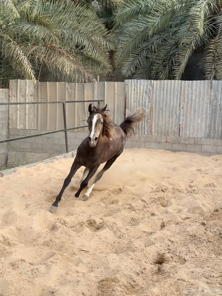 مهره شعبيه 6