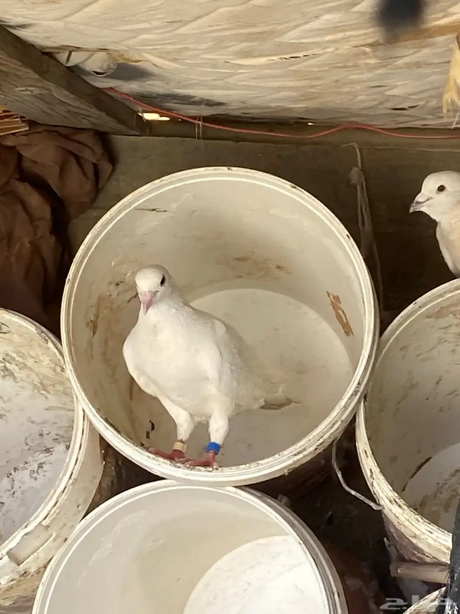 حمام فرنسي الصحه 0
