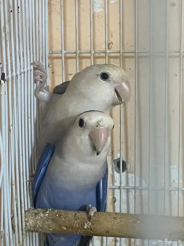 ببغاء اللهم بارك طيور الروز 2