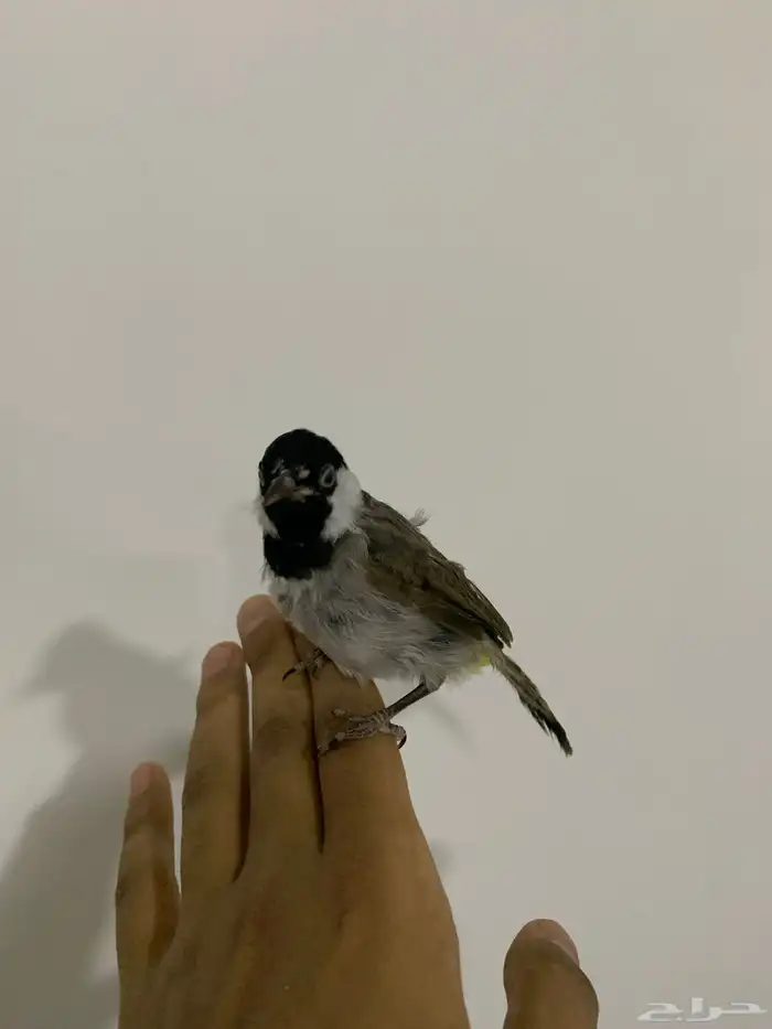 بلبول 2