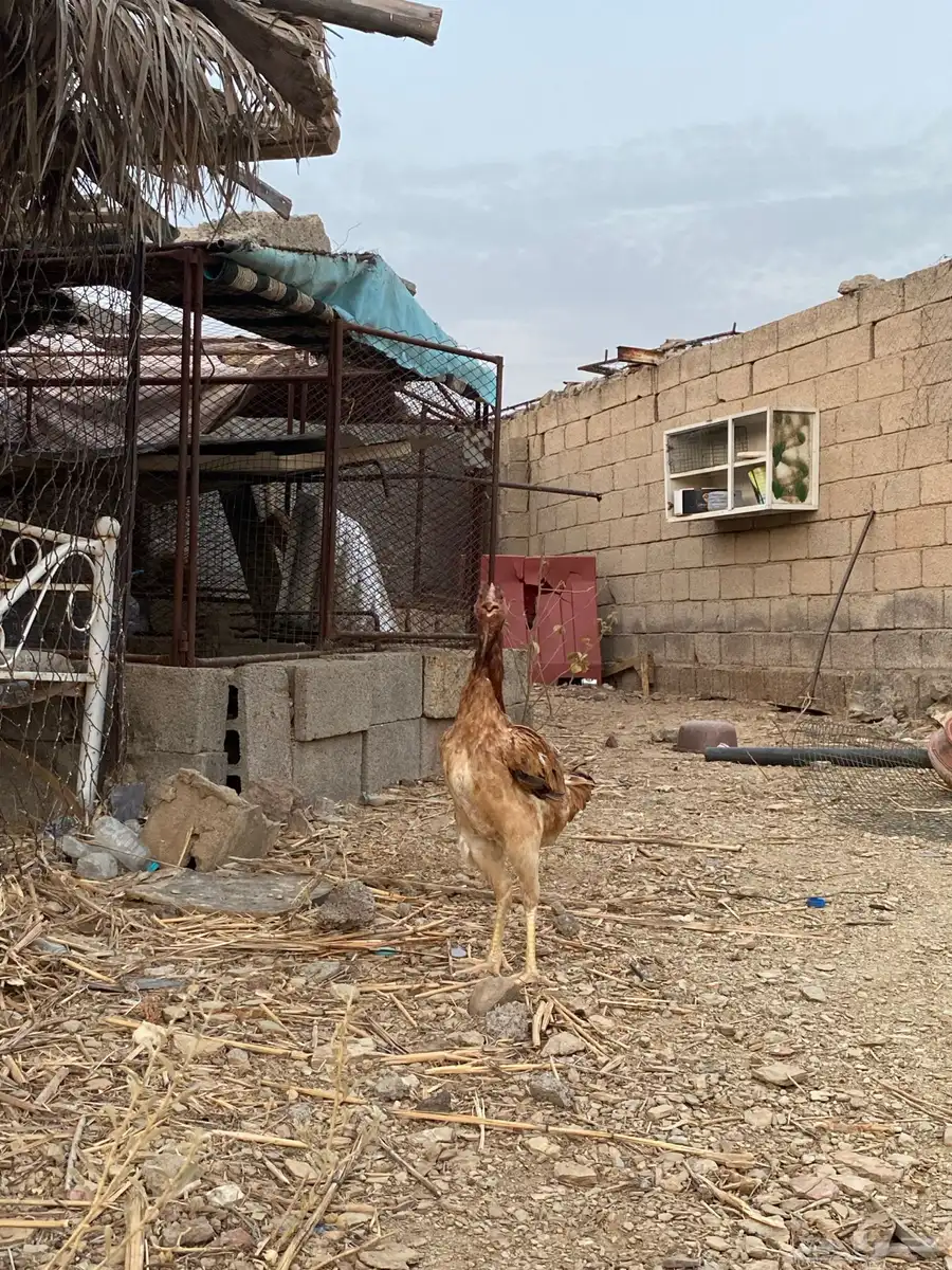 دجاجه سندي 1