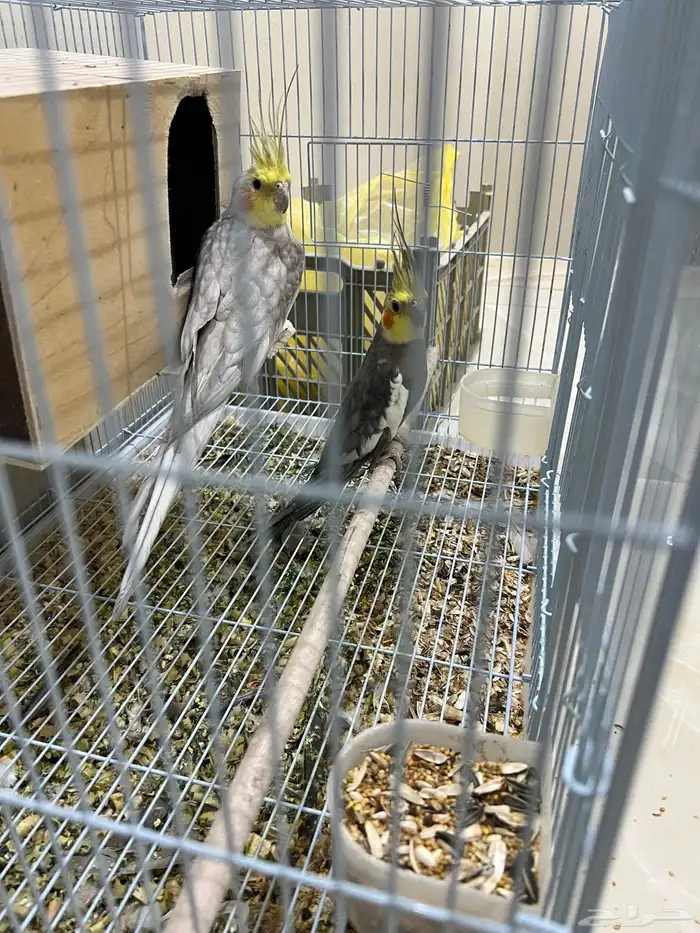 للبيع ببغاء كروان باكستاني 3