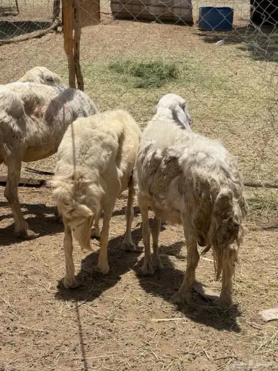 تم البيع 6
