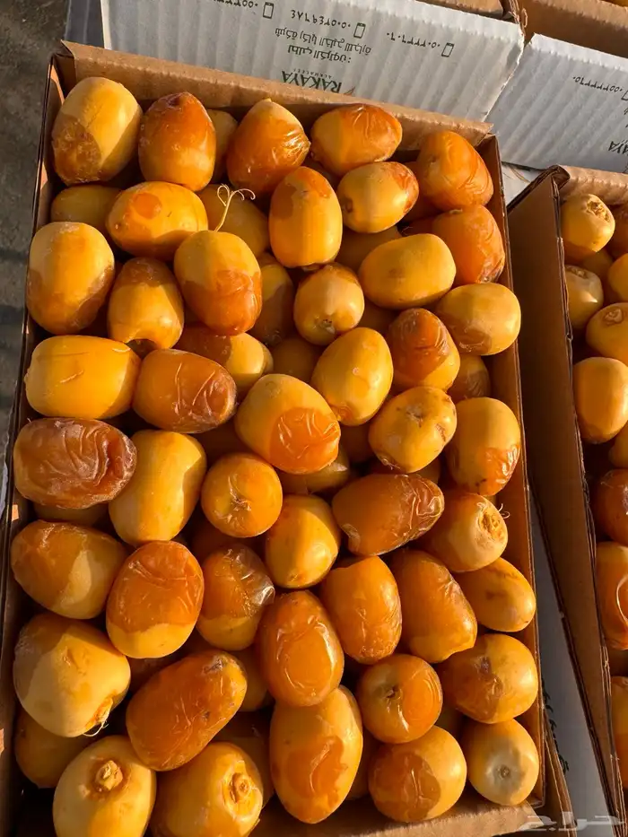 رطب روثانة ربيعة خلاص عجوه 2