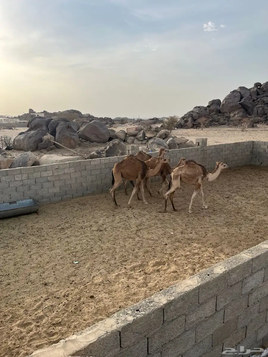 قعدان 1
