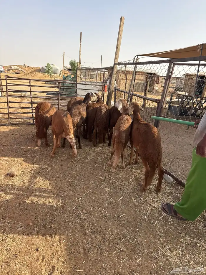 سواكن مرابي 0