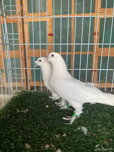حمام تركي ابيض ( كرست منتج ) 0