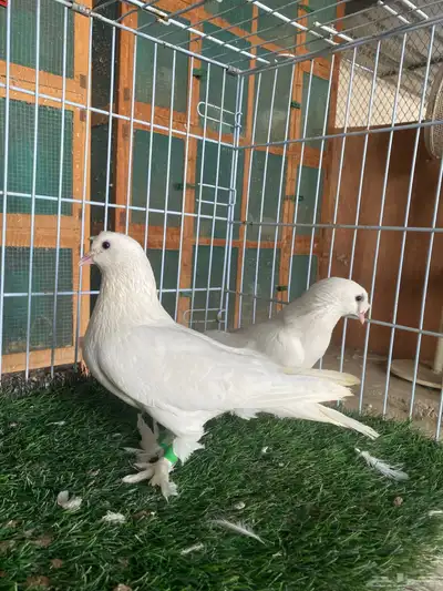 حمام تركي ابيض ( كرست منتج ) 2