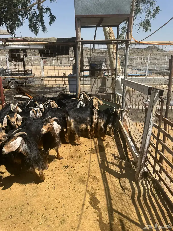 معزا. حو العدد 24 راس وتحتها 8 6