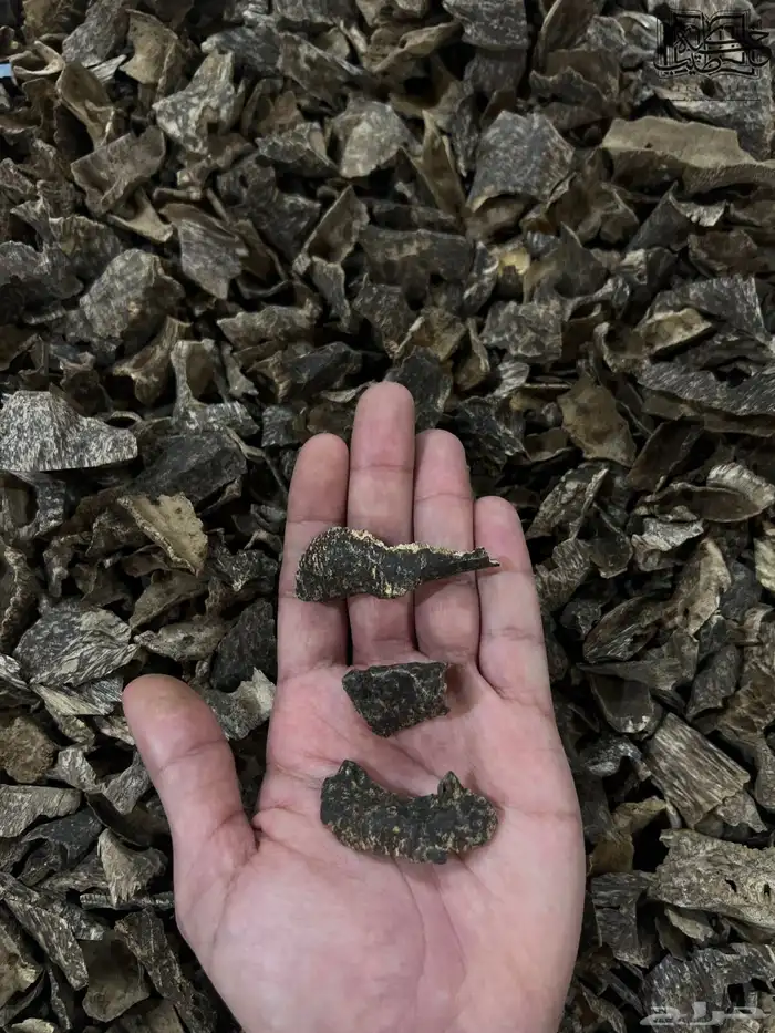 عود فتنامي زوايا دقه سوبر مرتفع طبيعي 1