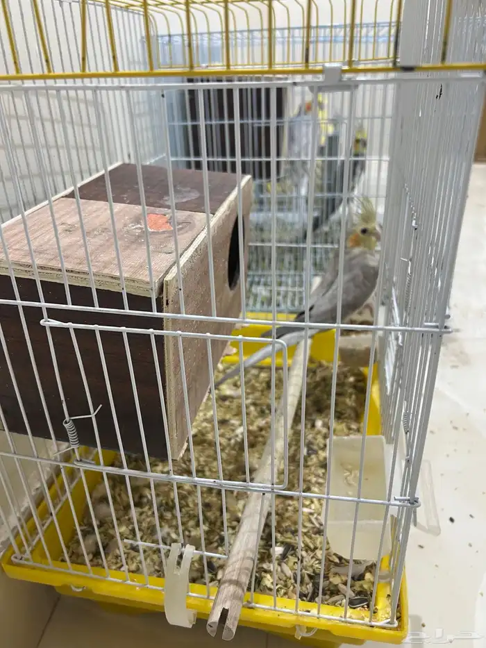 للبيع ببغاء كروان باكستاني 1