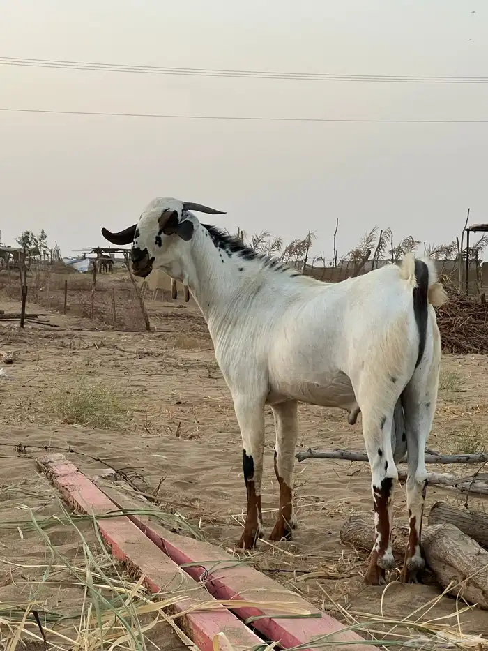 القنفذة 2