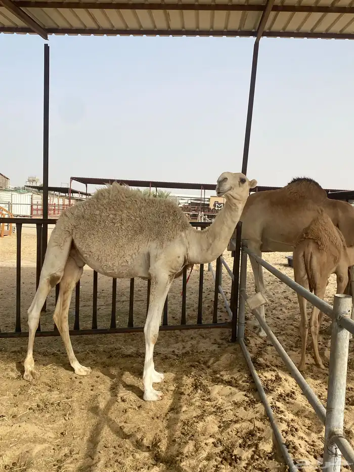 قعود مفرود 2