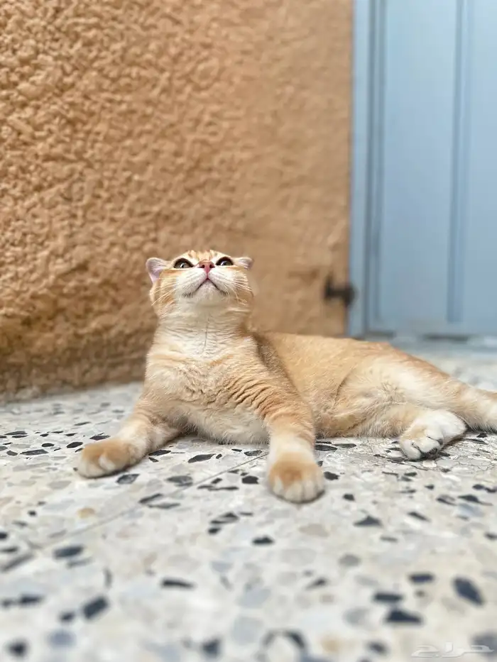 ذكر سكوتش فولد 1