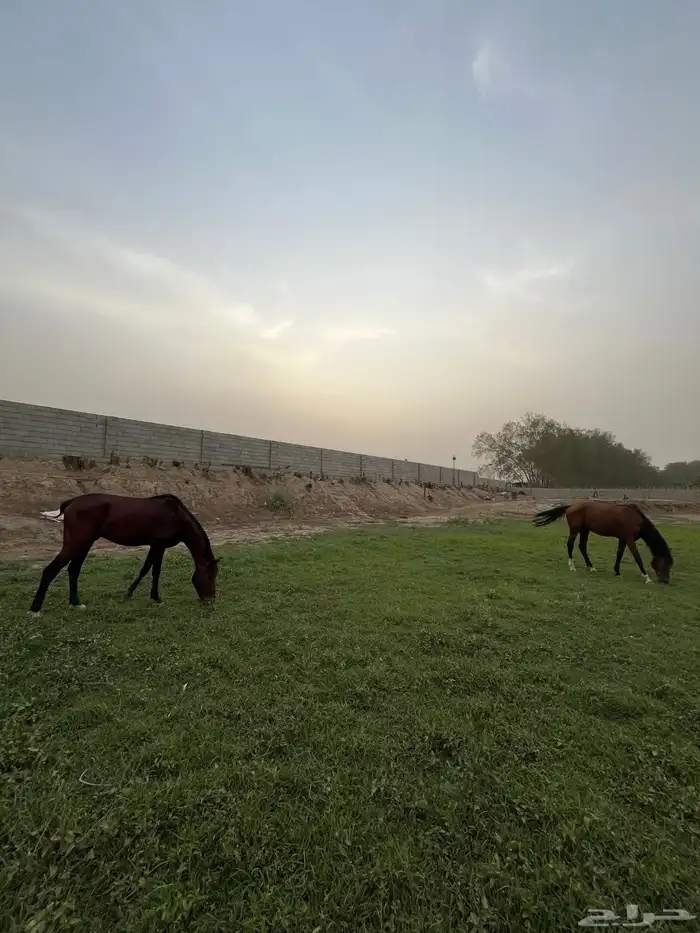 خيل للبيع العدد 2 0
