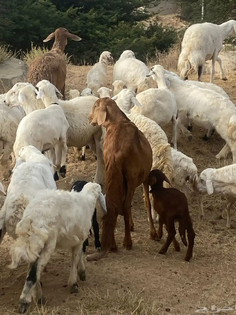 للبيع 12 سواكن ومعها 4 5