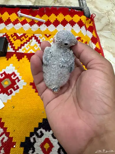 فروخ كنيور 1