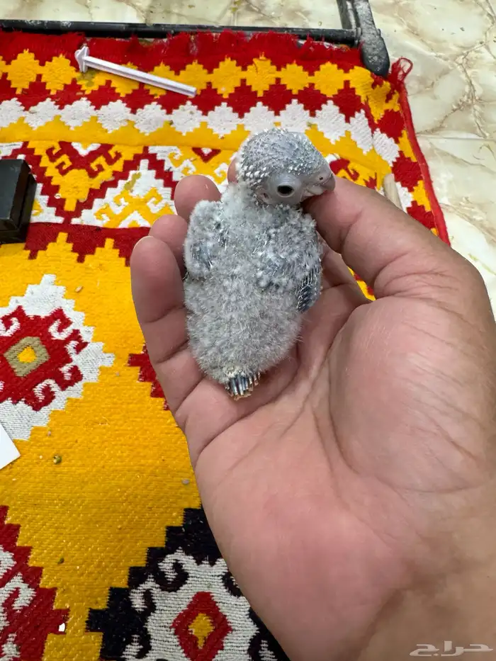 فروخ كنيور 1