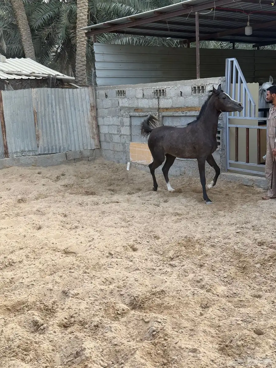 مهره شعبيه 0