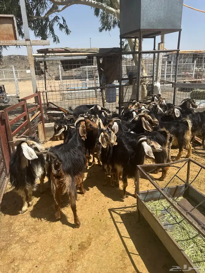 معزا. حو العدد 24 راس وتحتها 8 7