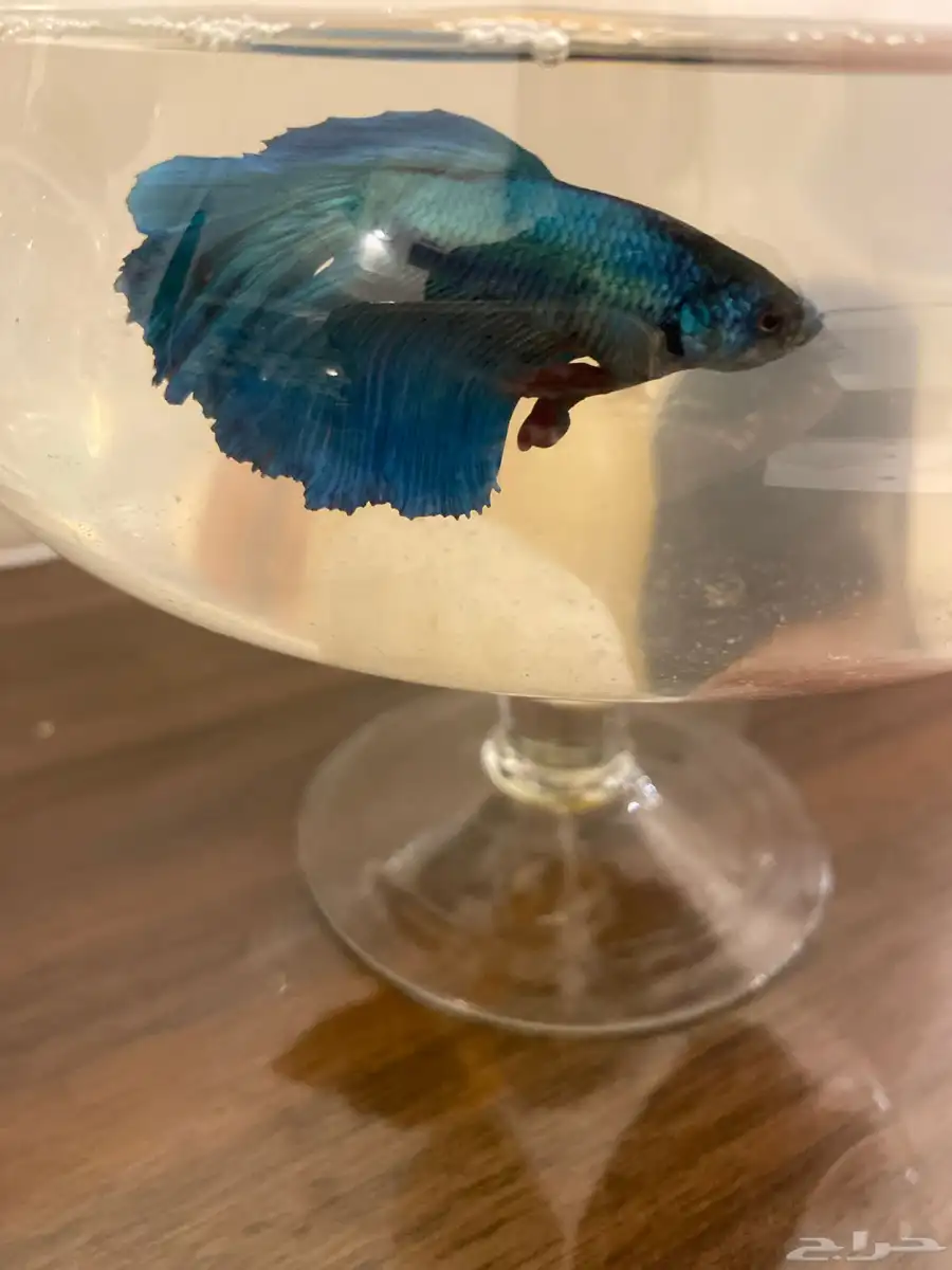 سمك 0