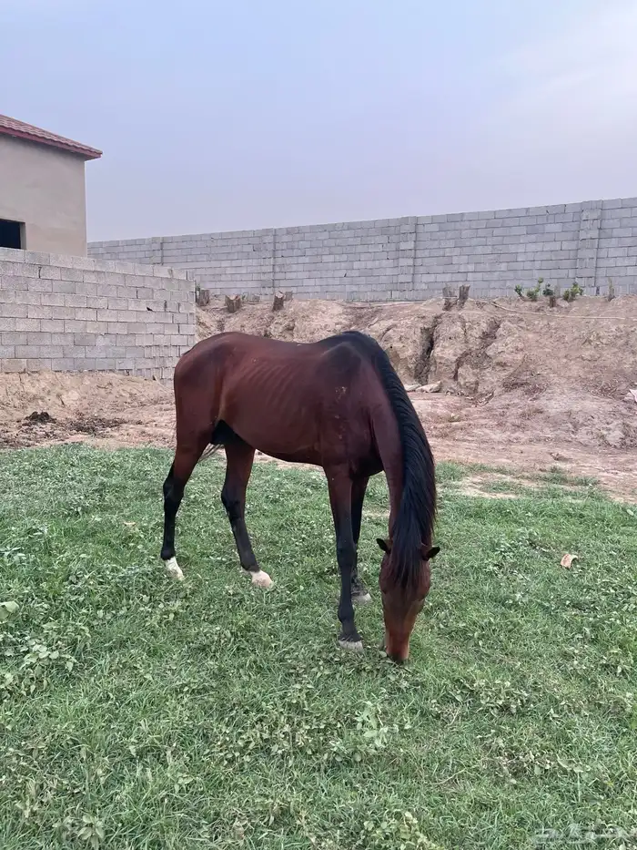 خيل للبيع العدد 2 5