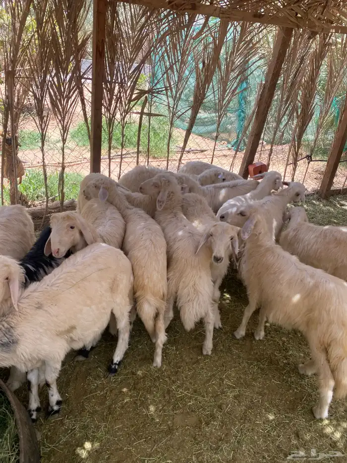 خرفان كفو 1