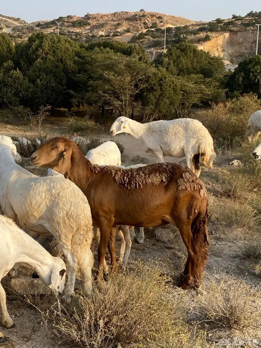 للبيع 12 سواكن ومعها 4 1