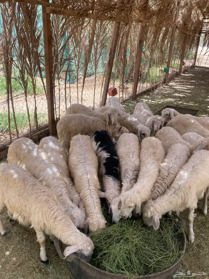خرفان كفو 0