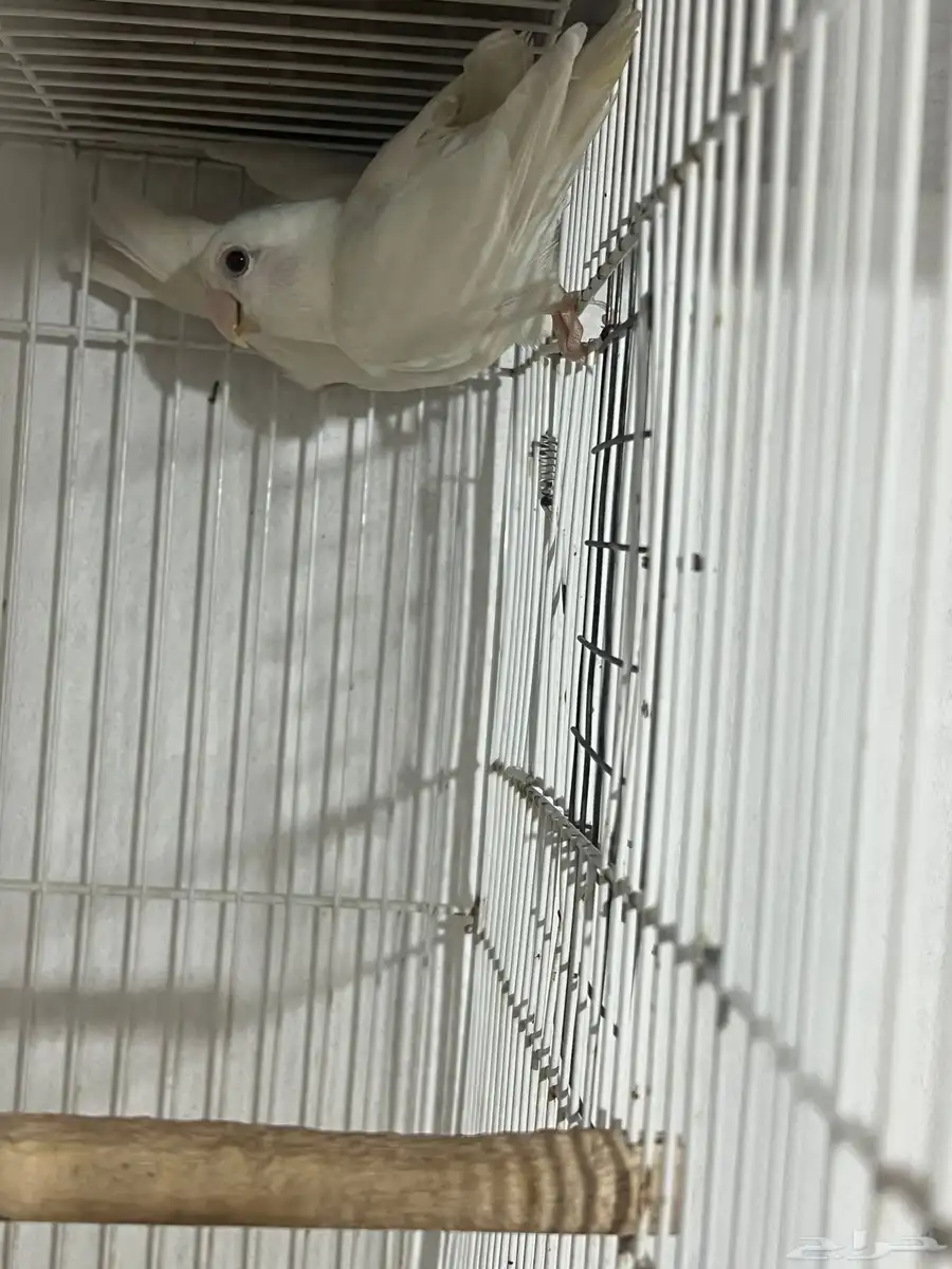 روز البينو اناثي 9