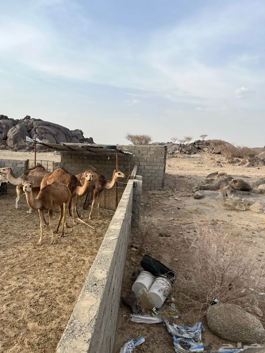 قعدان 2