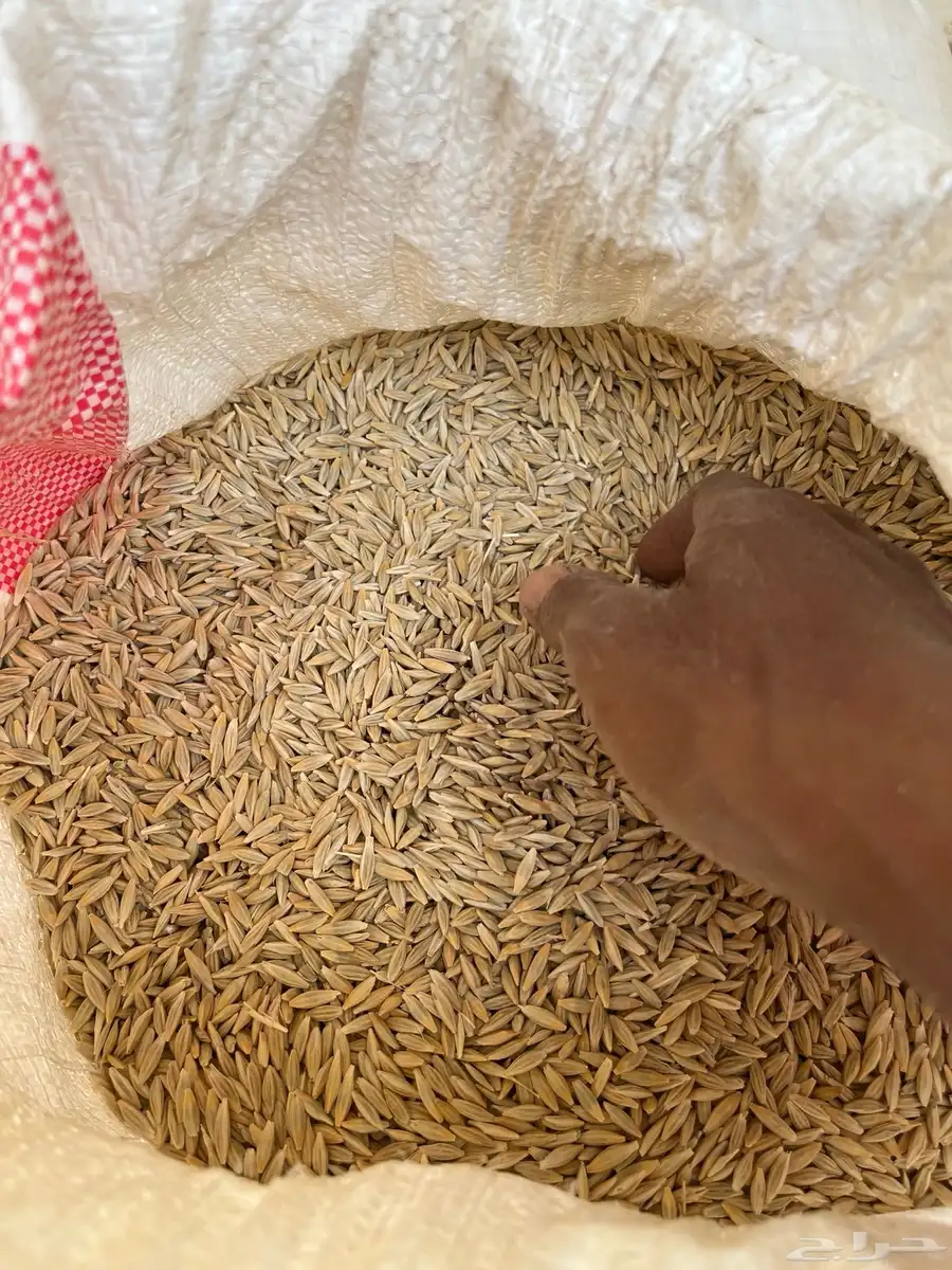 ماشاءالله الشعير للبيع 0
