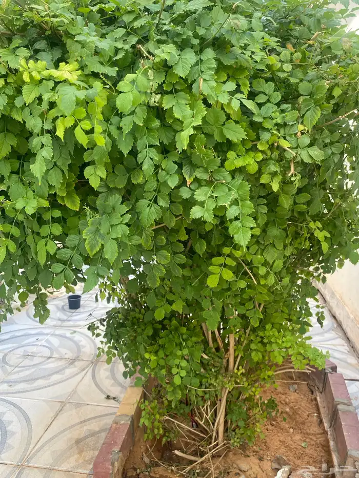 للبيع اشجار جميع انواع الحمضيات مثمر عمره 4سنوات 4