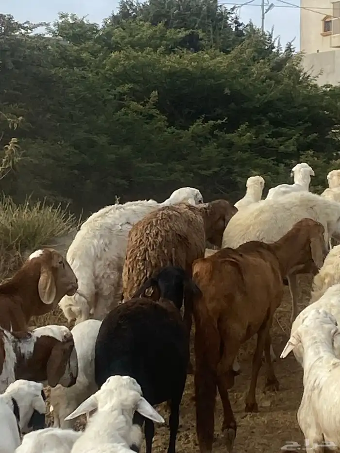 للبيع 12 سواكن ومعها 4 8