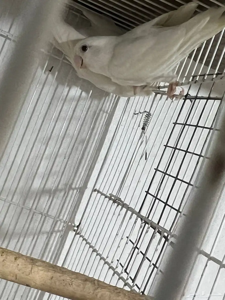 روز البينو اناثي 8