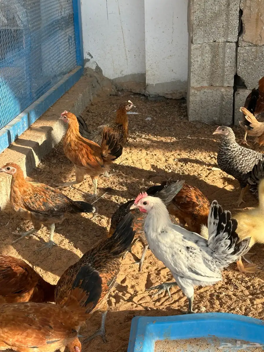 دجاج عمر 3 شهور تقريبا فيومي وعادي 2